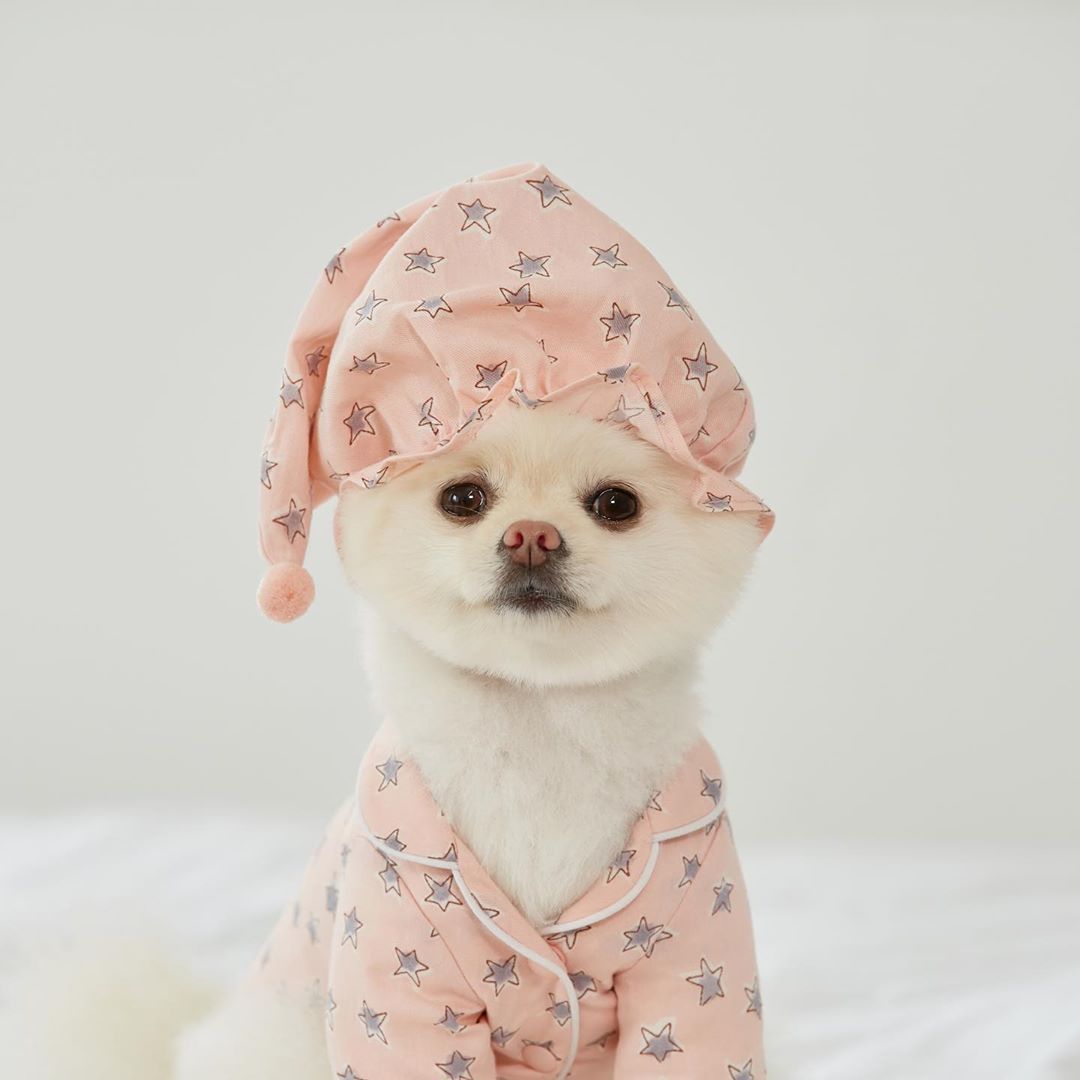 Blue Star Dog Pajama Set for Loungewear - Haven & Paw