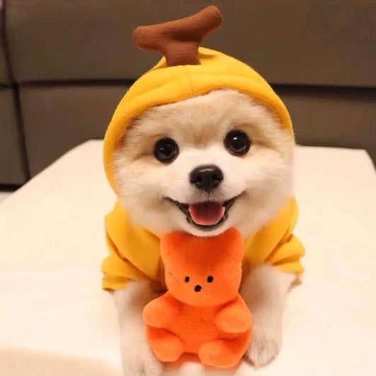 Cute Dog Clothes - Haven & Paw
