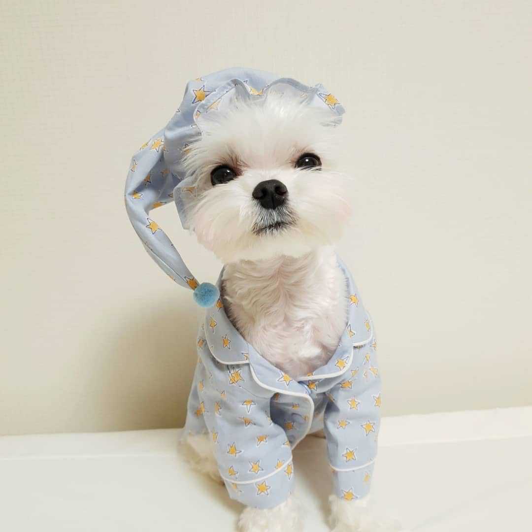 Blue Star Dog Pajama Set for Loungewear - Haven & Paw