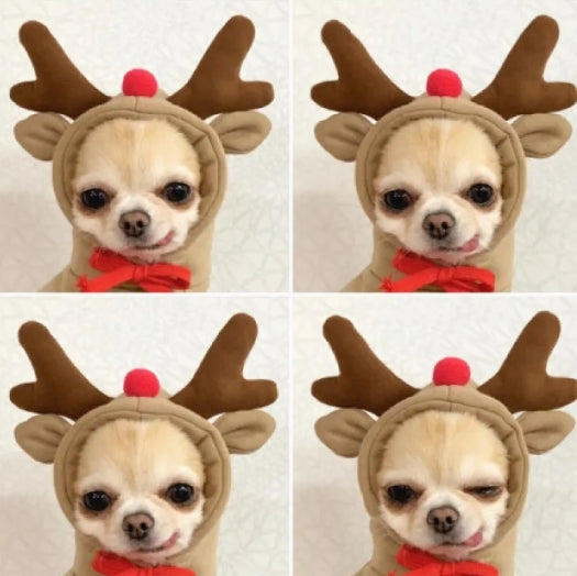 Cute Dog Clothes - Haven & Paw
