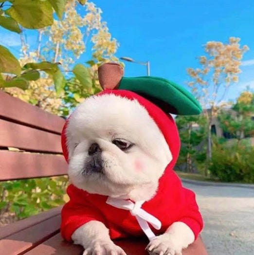 Cute Dog Clothes - Haven & Paw
